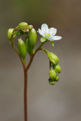 Mittlerer Sonnentau Blüte