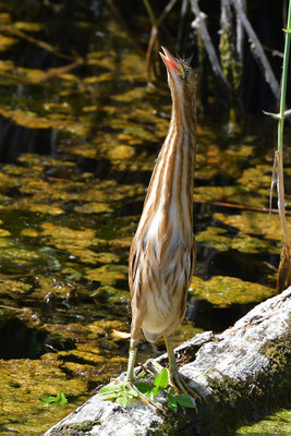 Zwergdommel Jungvogel