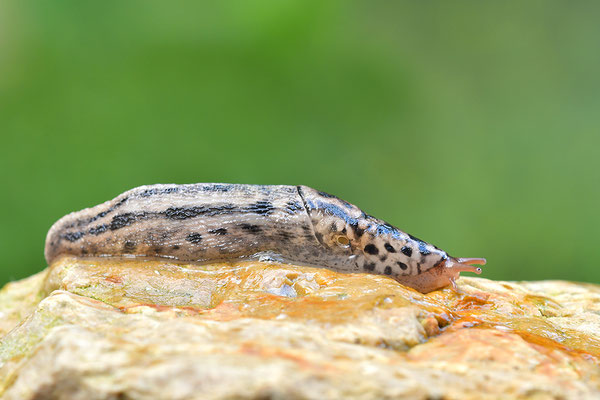 Tigerschnegel