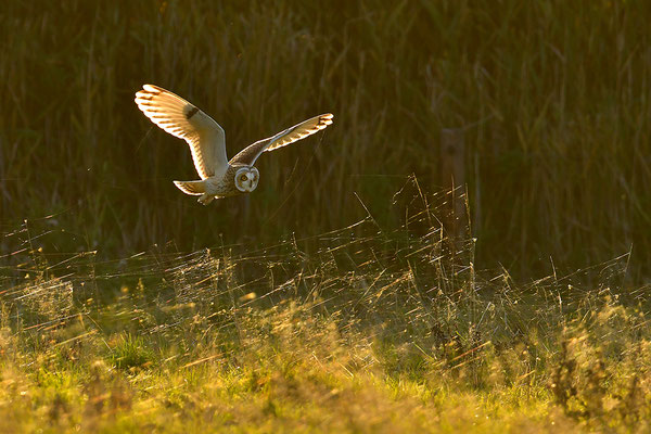 Sumpfohreule im Flug