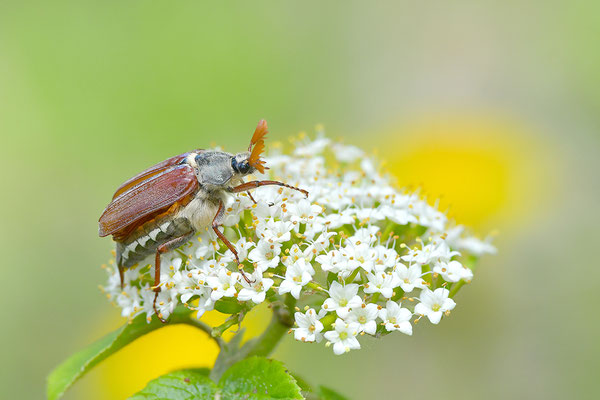 Maikäfer