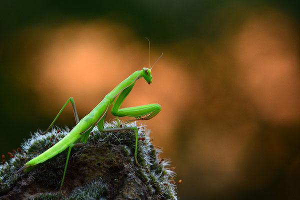 Gottesanbeterin subadult