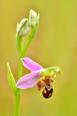 Bienenragwurz Detail