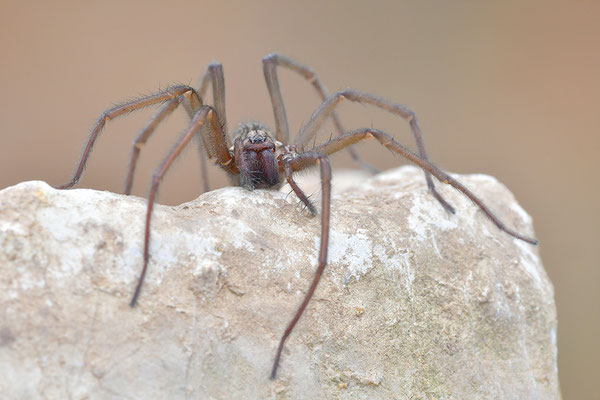 Große Winkelspinne, Hauswinkelspinne