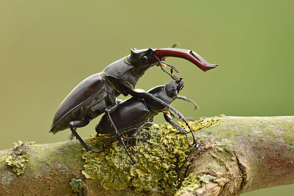 Hirschkäfer Paarung