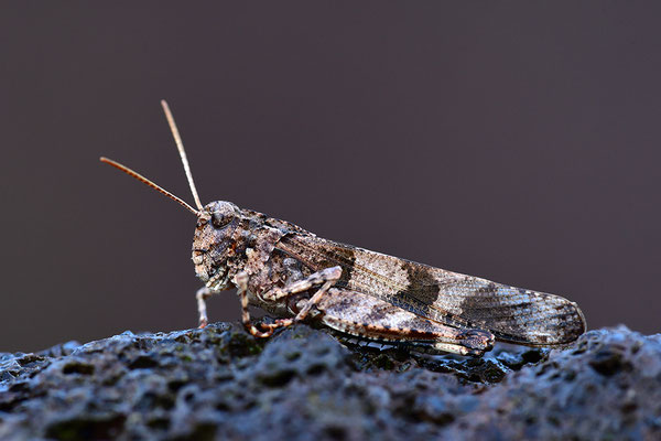 Blauflügelödlandschrecke