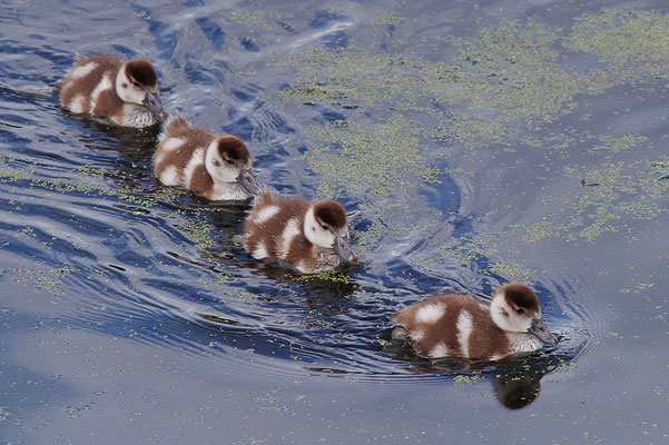 Nilgans Jungvögel