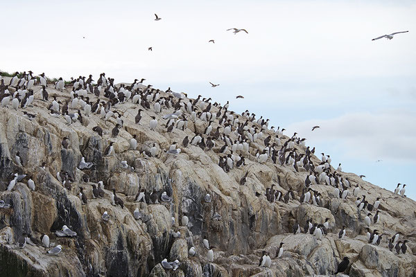 Trottellumme auf Vogelfelsen