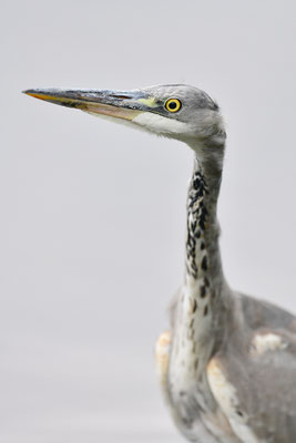 Graureiher Jungvogel