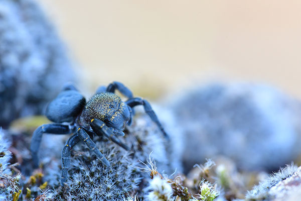 Rote Röhrenspinne, Weibchen