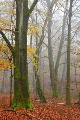 Urwald Sababurg
