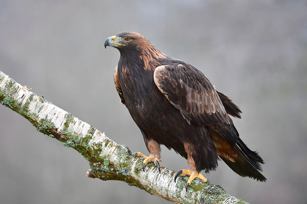 Steinadler