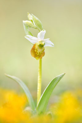 Gelbe Hummelragwurz flavescens