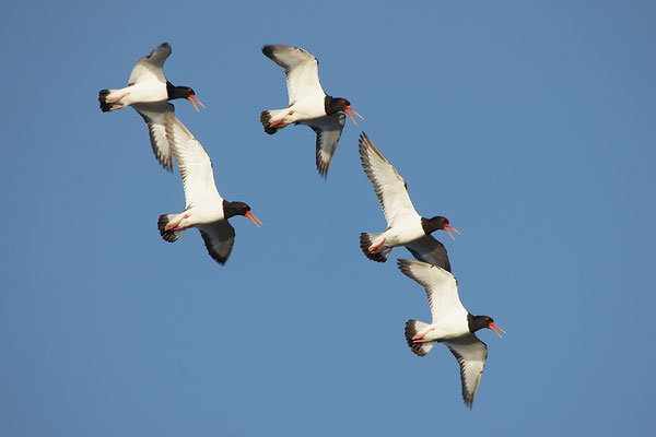 Austernfischer im Flug