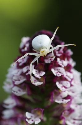 Veränderliche Krabbenspinne