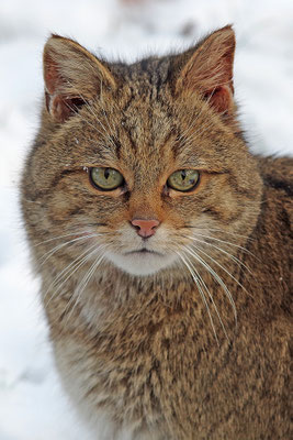 Wildkatze Kopfportrait