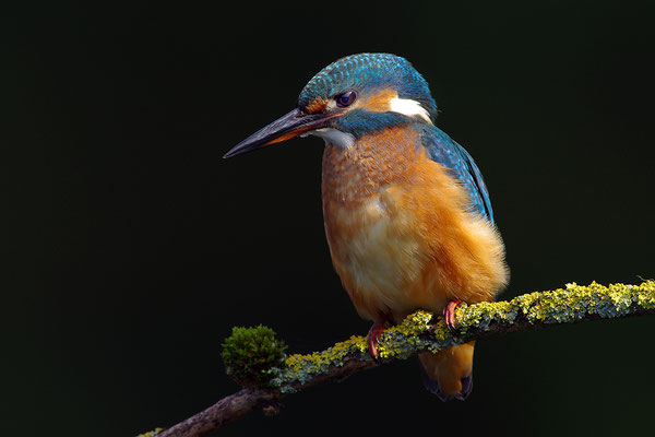 Eisvogel Weibchen