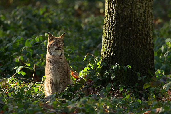 Luchs