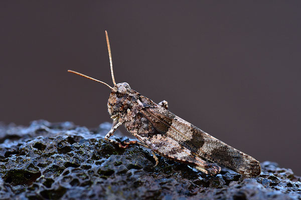Blauflügelödlandschrecke