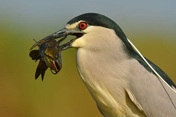 Nachtreiher mit Fisch