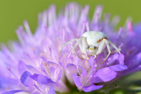 Veränderliche Krabbenspinne