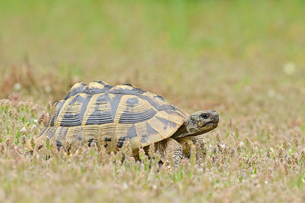 Griechische Landschildkröte