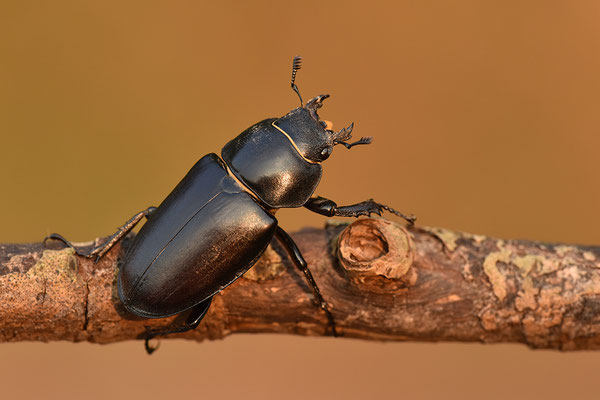 Hirschkäfer Weibchen