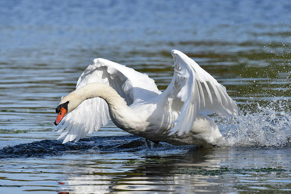Höckerschwan