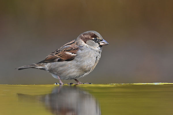 Haussperling
