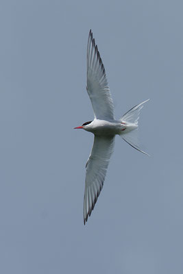 Küstenseeschwalbe im Flug