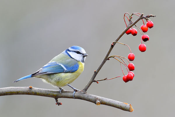 Blaumeise