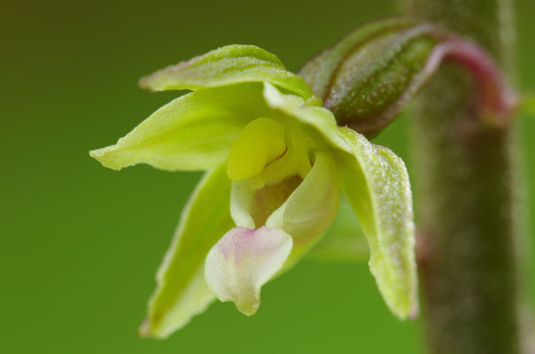 Violette Stendelwurz Detail