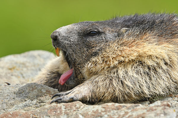 Murmeltier Kopfportrait