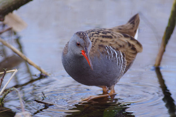 Wasserralle