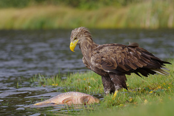 Seeadler mit Fisch