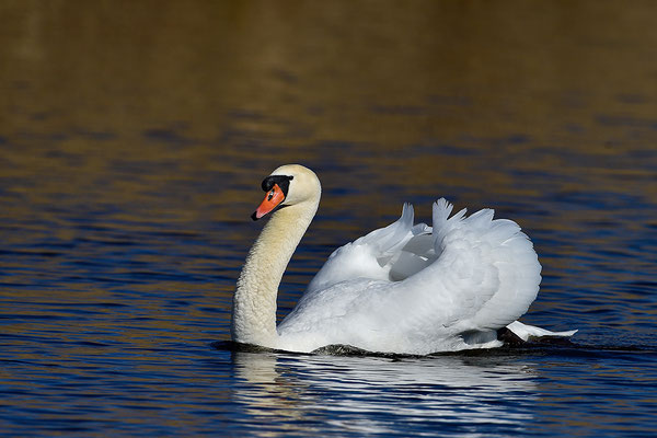 Höckerschwan