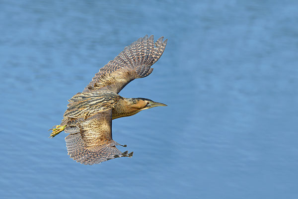 Rohrdommel im Flug