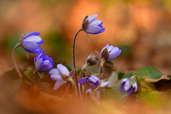 Leberblümchen