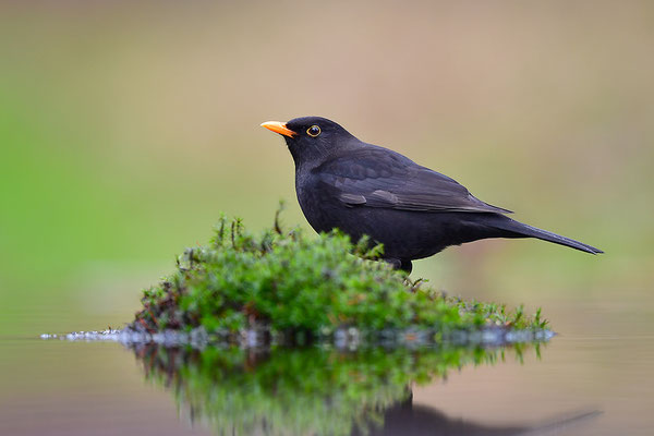 Amsel Männchen