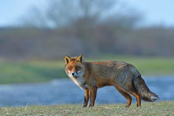 Fuchs
