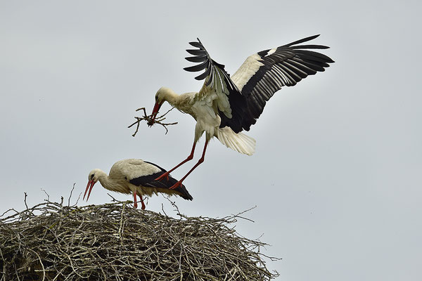 Weißstörche am Nest