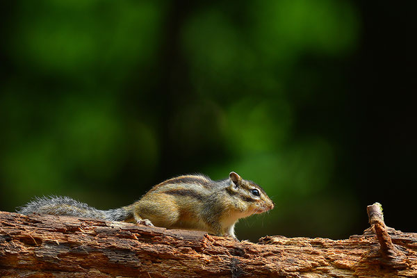 Sibirisches Streifenhörnchen