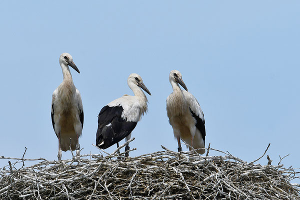 Weißstorch Jungvögel am Nest