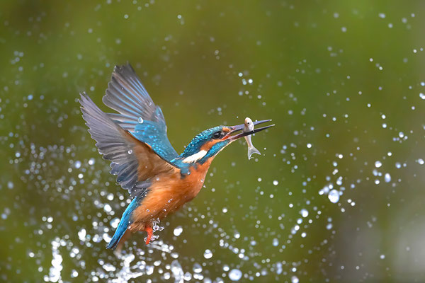 Eisvogel Männchen