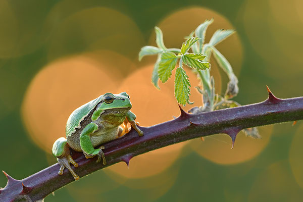 Laubfrosch im Sonnenuntergang