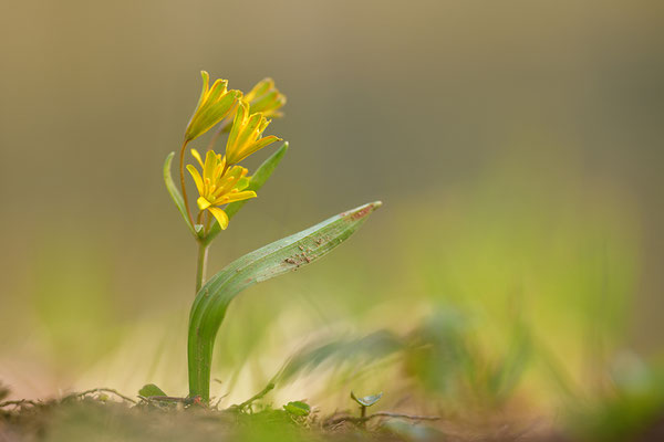 Waldgoldstern