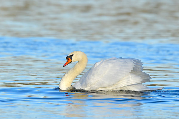 Höckerschwan