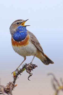 Blaukehlchen