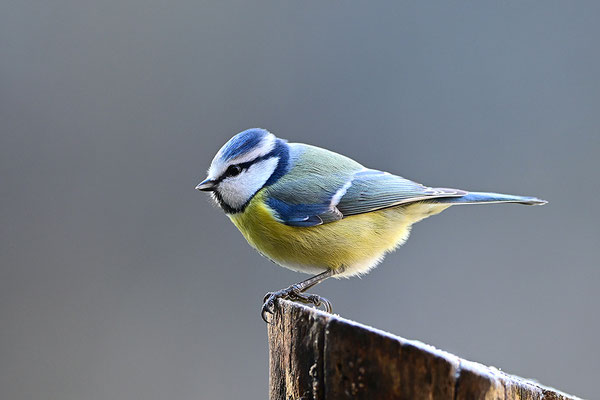 Blaumeise