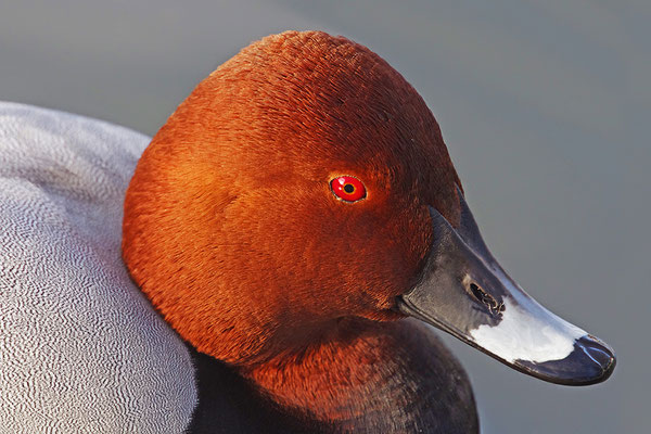 Tafelente Männchen Kopfportrait